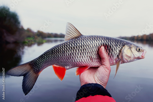 Chub in fisherman's hand, toned