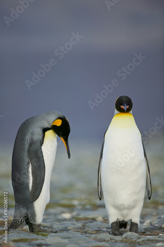 King Penguin  Aptenodytes patagonicus  performing a courtship ritual song