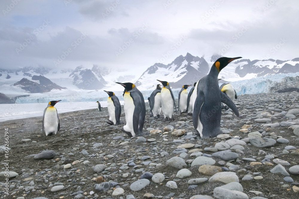 Fototapeta premium King Penguin (Aptenodytes patagonicus) on a beach at Royal Bay, South Georgia Island