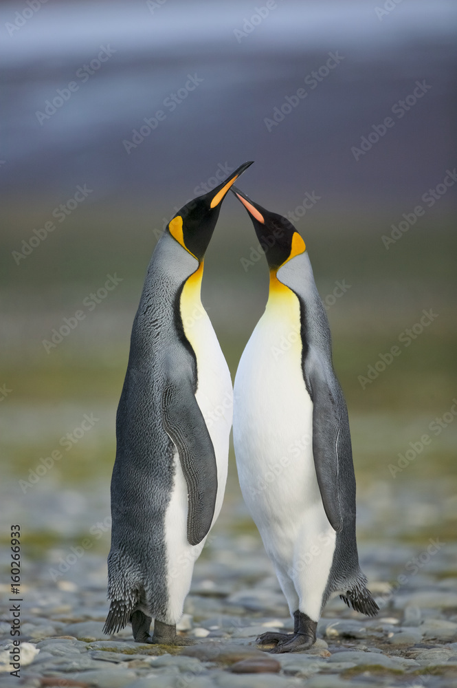 Naklejka premium King Penguin (Aptenodytes patagonicus) performing a courtship ritual song