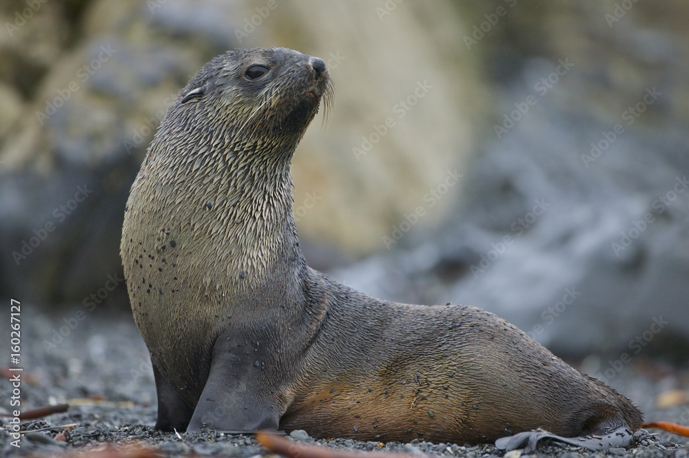 Fototapeta premium Antarctic Fur Seal (Arctocephalus gazella)