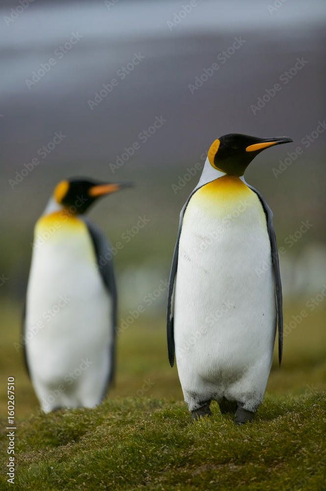 Fototapeta premium King Penguin (Aptenodytes patagonica