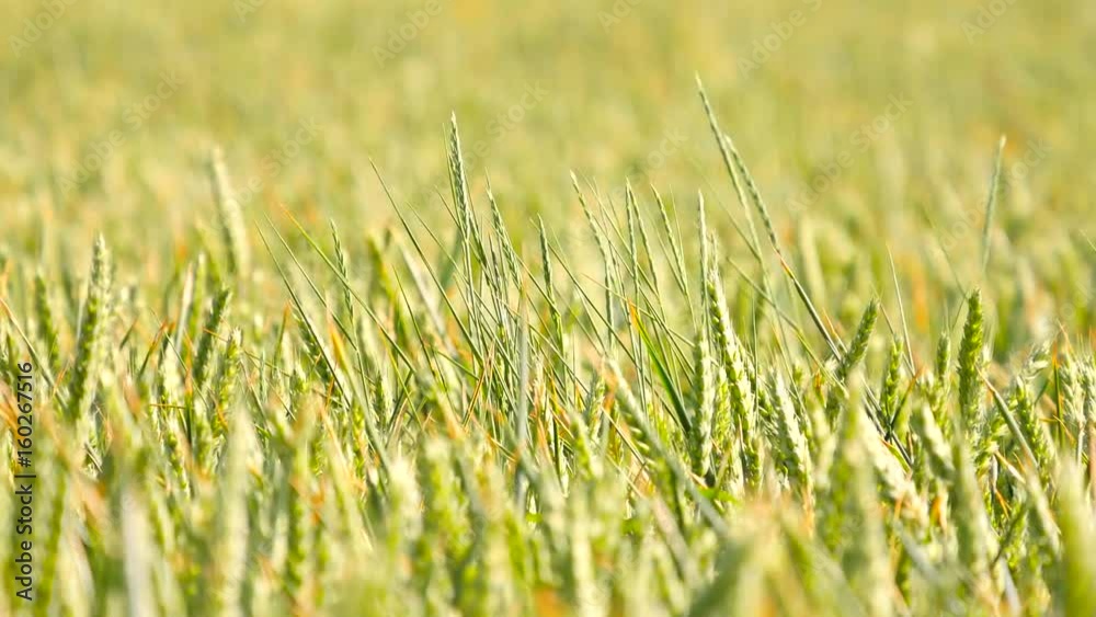 Young green wheat blowing in the wind. Field of ripening corn plants at middle of June. Young green wheat blowing in the wind. Field of ripening corn plants at middle of June.