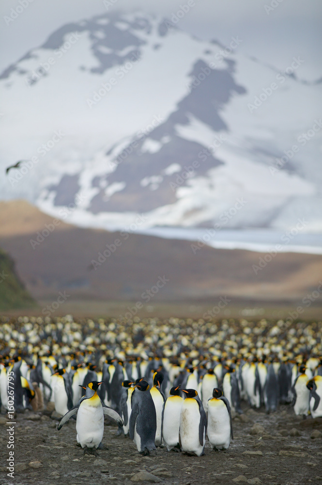 Obraz premium King Penguin (Aptenodytes patagonicus)