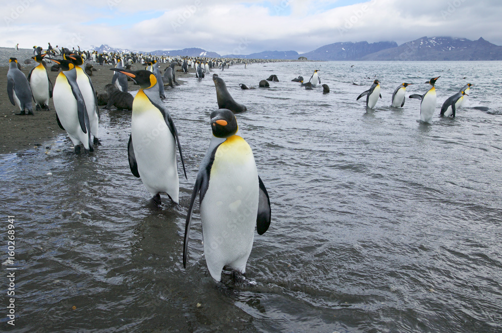 Obraz premium King Penguins (Aptenodytes patagonicus) on the shore at Salisbury Plain, South Georgia Island, South Atlantic
