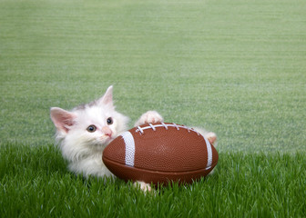 Fluffy white kitten tackling American football in grass, laying down holding the ball looking to viewers right. Field of grass in background. Copy space.