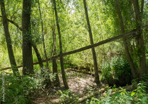 Sunlight in the green Forest