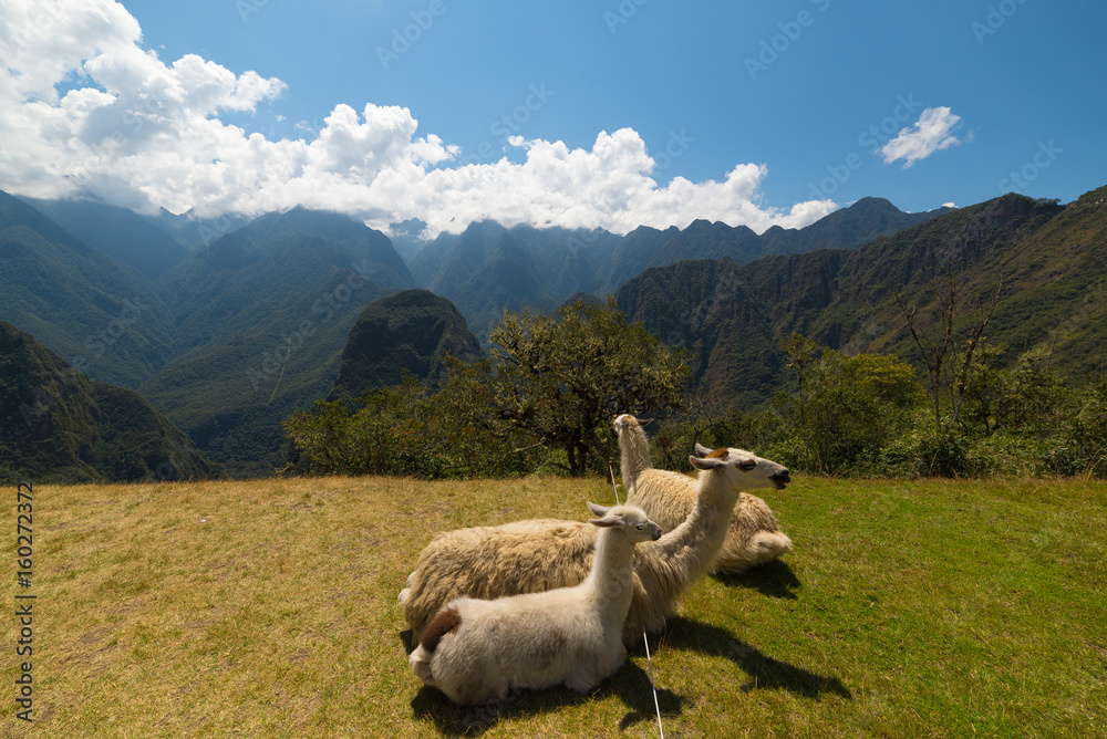 Llamas grazing and lying down on the sacred grass of Machu Picchu. Wide angle view with scenic sky.