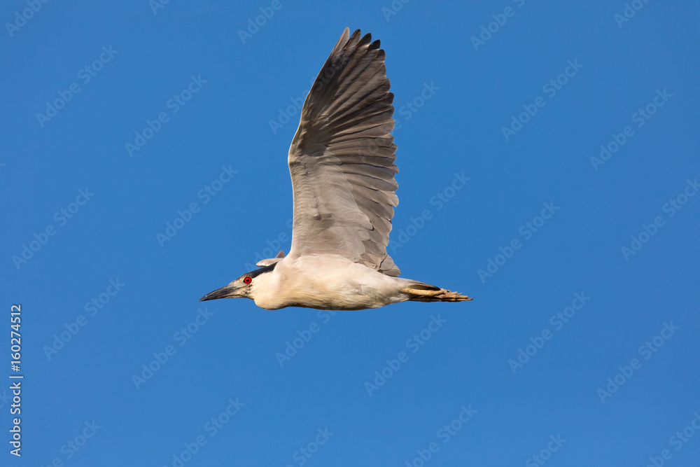 Obraz premium Black-crowned night heron flying, seen in the wild in North California