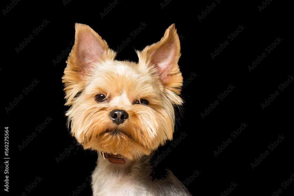 dog breed Yorkshire Terrier after a haircut, a close-up portrait is isolated a black background dog breed Yorkshire Terrier after a haircut, a close-up portrait is isolated a black background