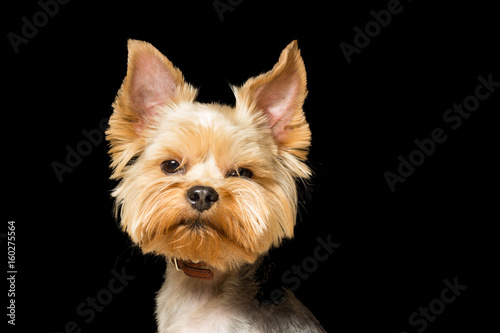dog breed Yorkshire Terrier after a haircut, a close-up portrait is isolated a black background