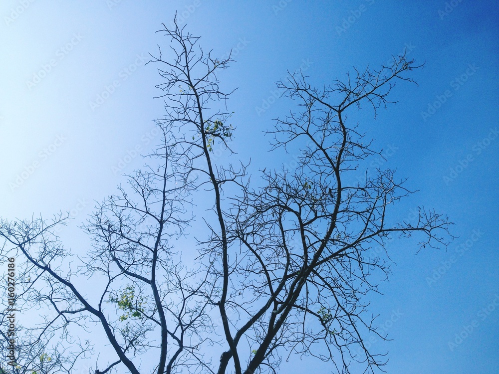 Obraz premium Beautiful trees green