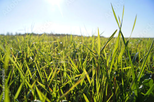 Macro green grass field under the bright sun, Moscow region, Russia.