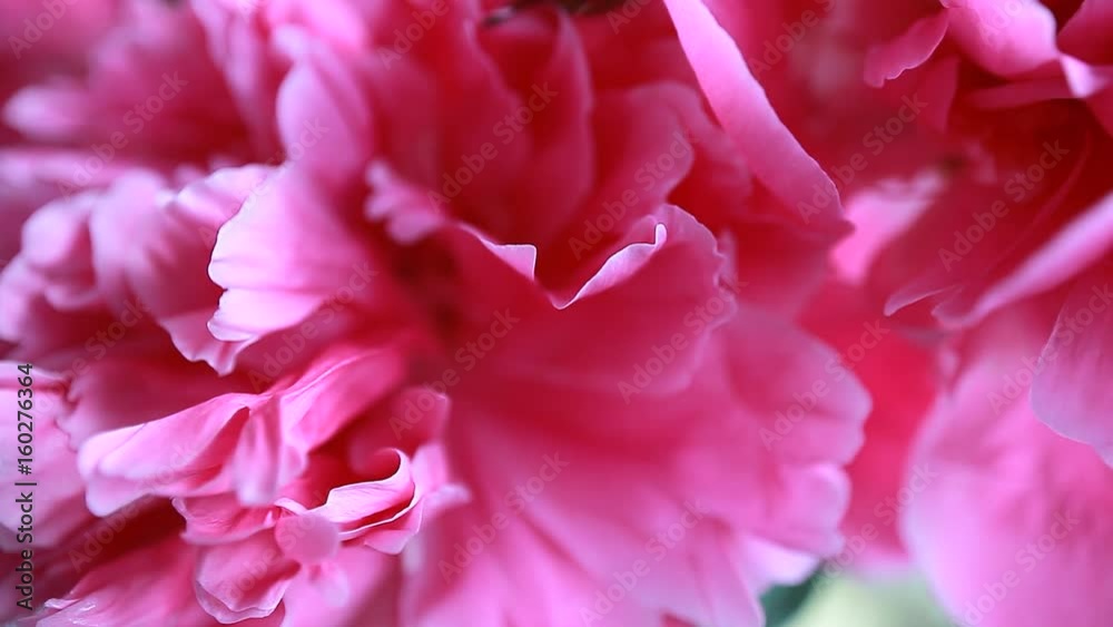 Pink peony petals Pink peony petals