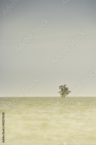 lonely tree in sea, clam and peaceful concept