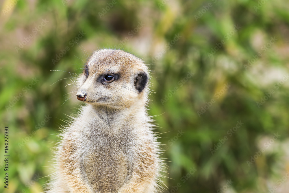 Fototapeta premium a meerkat is watching