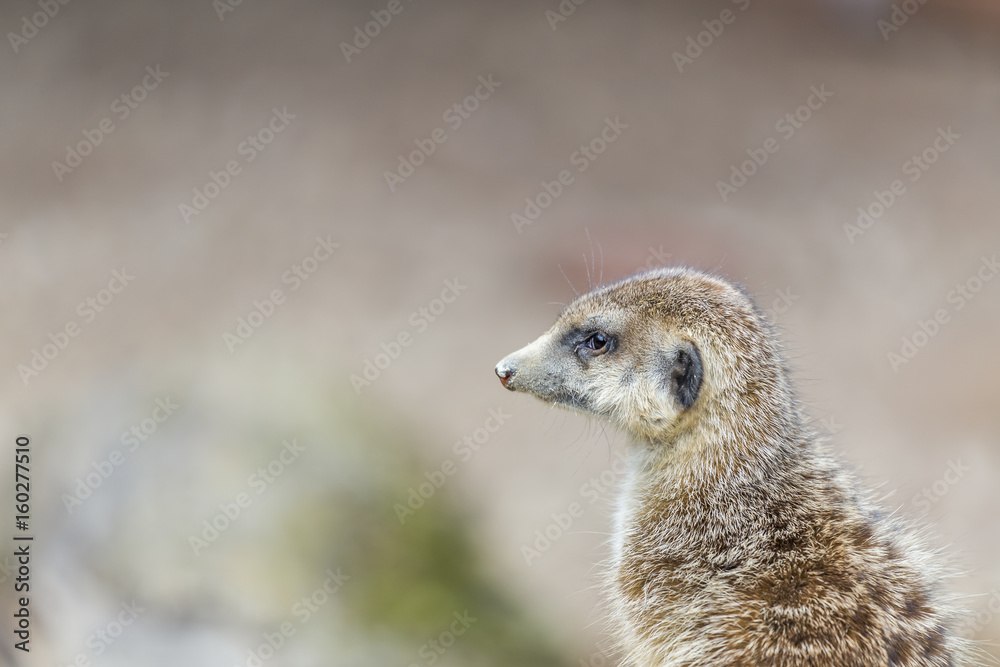 Fototapeta premium a meerkat is watching