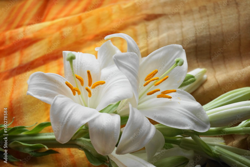 Fototapeta premium White Madonna lily flower, Lilium candidum 