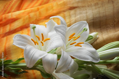 Fototapeta Naklejka Na Ścianę i Meble -  White Madonna lily flower,  Lilium candidum
