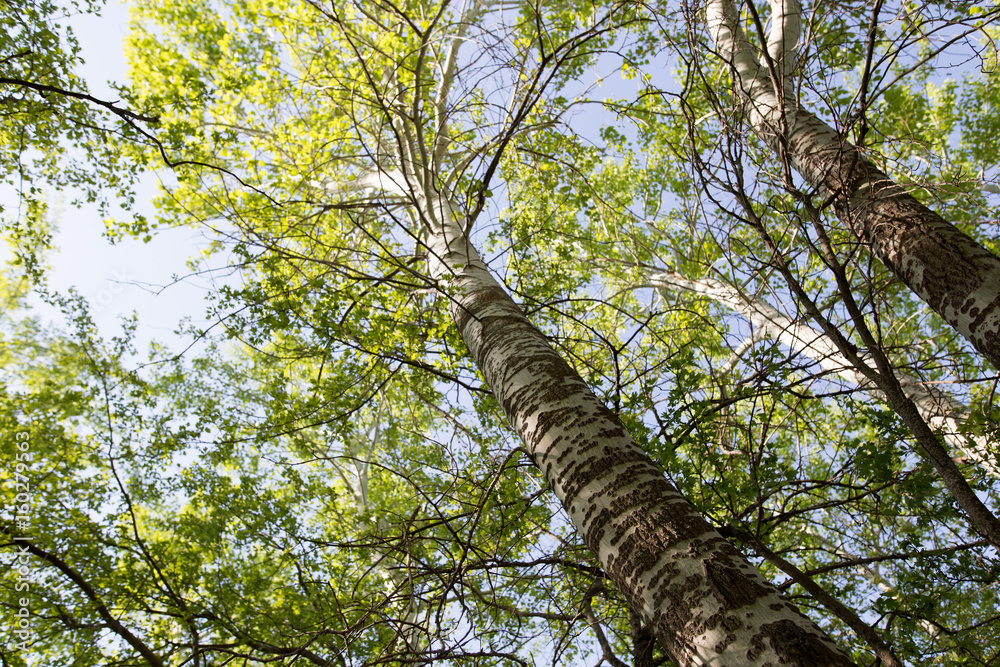 Fototapeta premium Tree with green leaves against the blue sky
