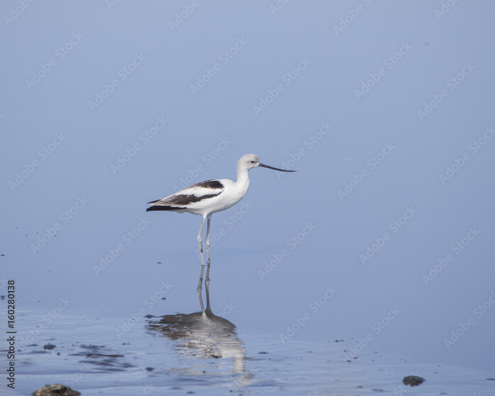 Fototapeta premium American Avocet shorebird foraging for food on the tidal zone landscape