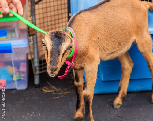 American Lamancha Goat: Adorable pet American Lamancha goat at a farmers market in Montgomery, Alabama.