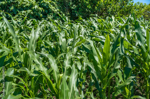 Small corn field agriculture. Green nature. Rural farm land in summer