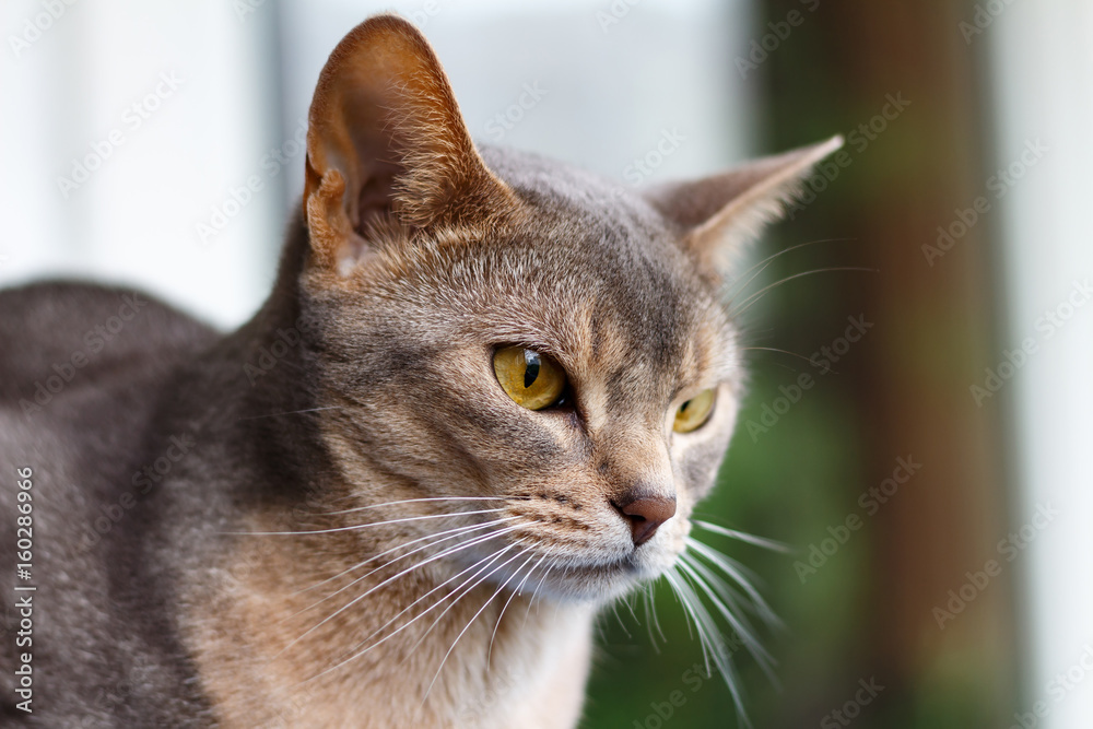 Abyssinian cat looking out the window closeup