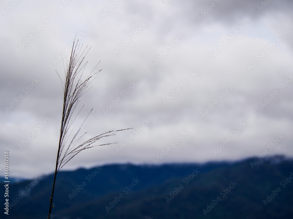 Obraz premium Tall grass on the mountain and blue sky with cloud background
