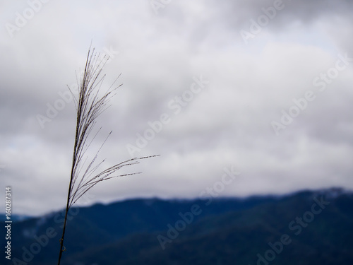 Tall grass on the mountain and blue sky with cloud background