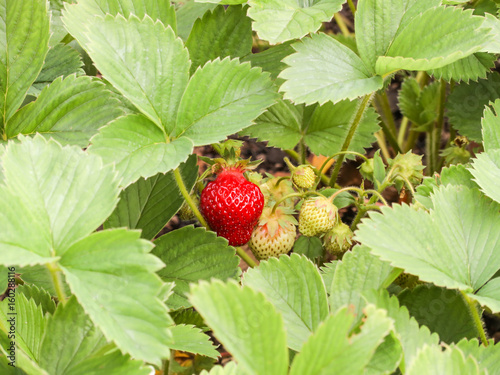 Bush with ripening berries strawberry. Green leaves  red and green berries