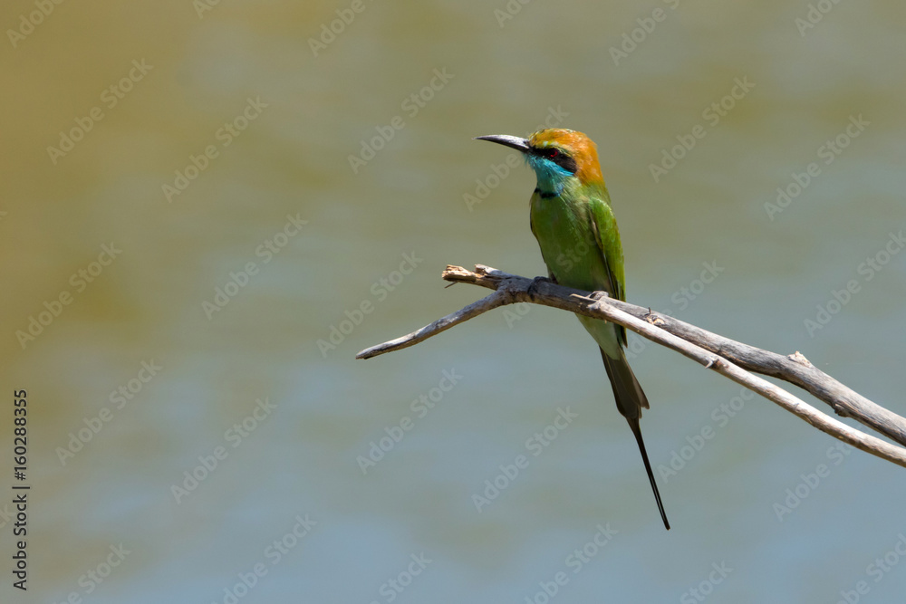 Obraz premium Bee eater