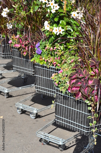 Blumen im Einkaufswagen