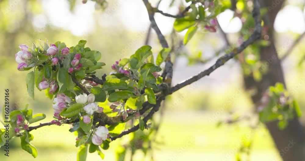 closeup pan shot of light pink apple tree blossom closeup pan shot of light pink apple tree blossom