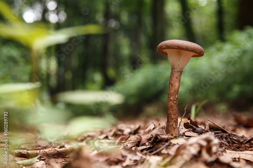 Wild Mushroom in Forest