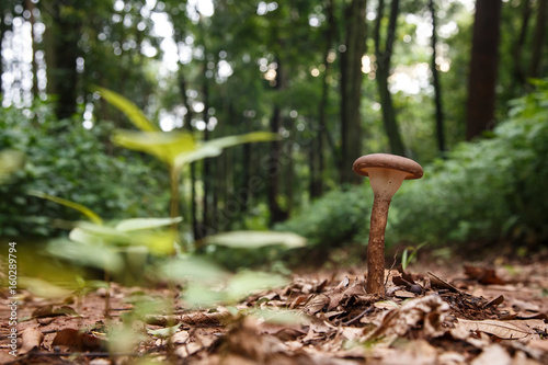 Wild Mushroom in Forest