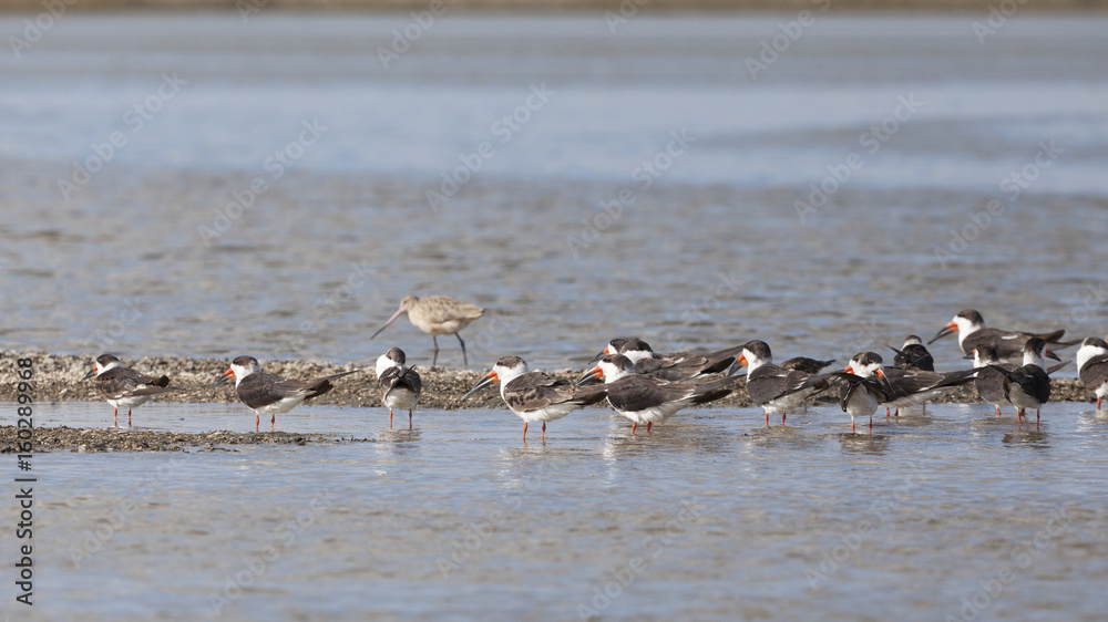 Black Skimmer shorebird in its natural tidal zone landscape Black Skimmer shorebird in its natural tidal zone landscape