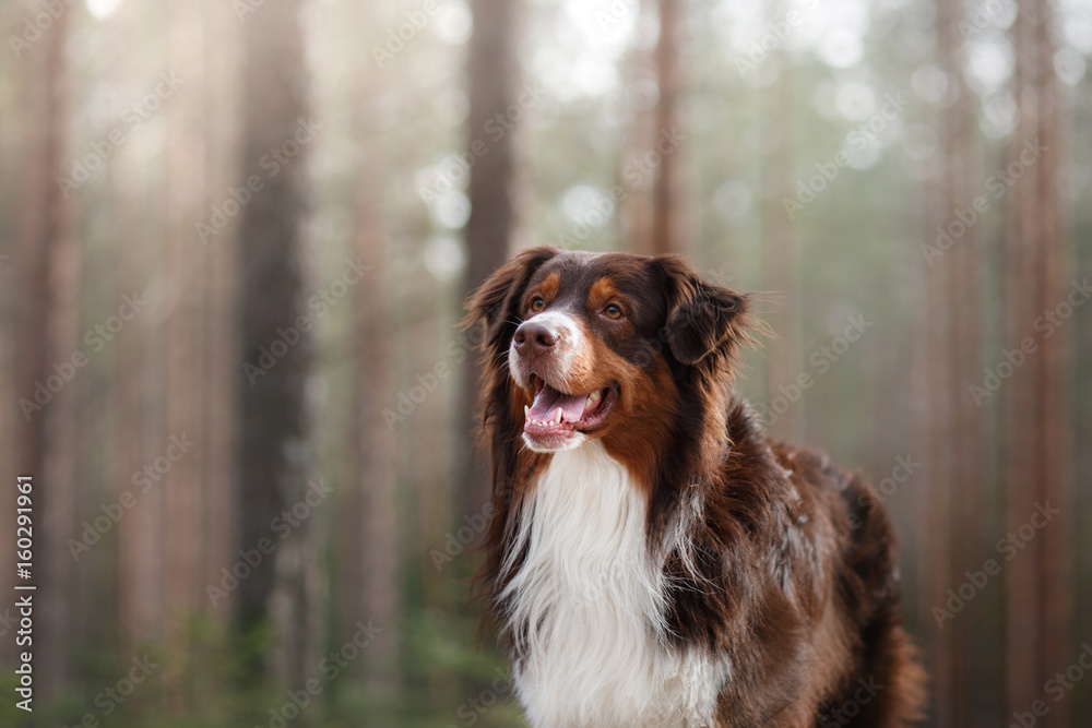 Australian shepherd walking in the woods