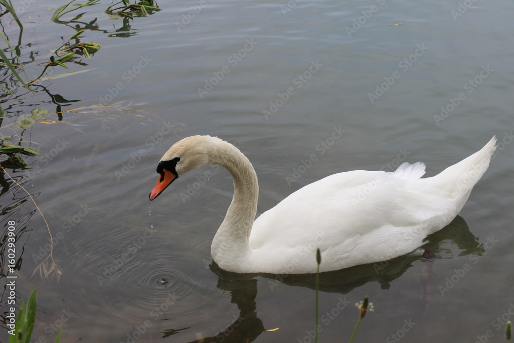 cygne 