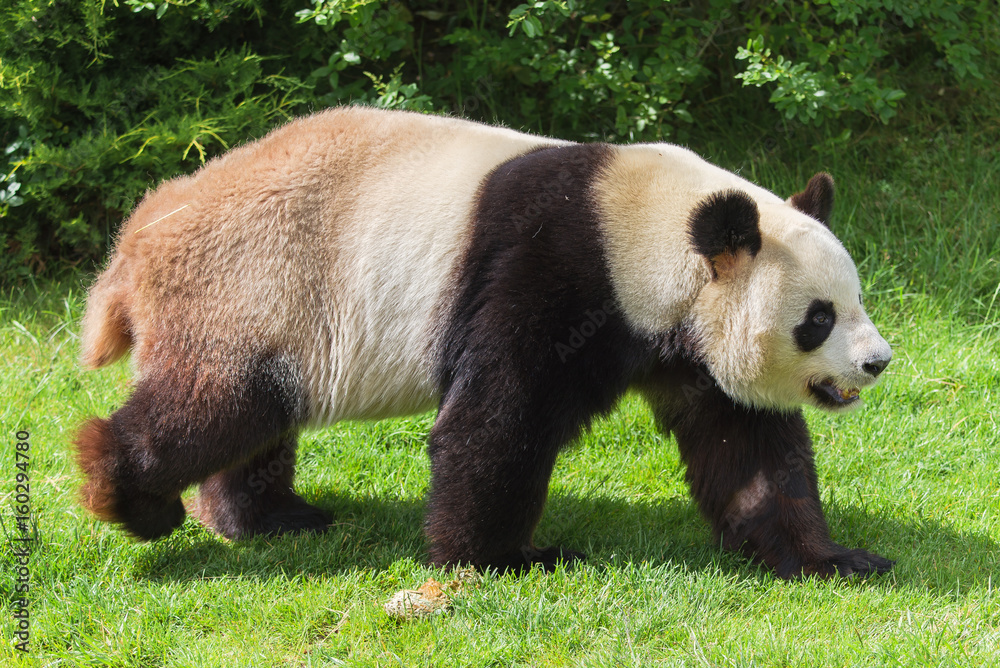 Fototapeta premium Giant panda walking