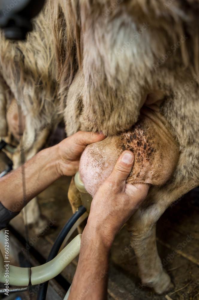 The shepherd milks a sheep, at the farm.