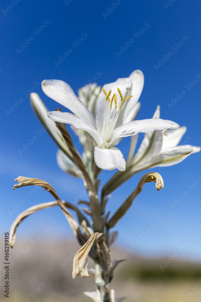 Desert Lily blooming in Anza-Borrego Desert State Park, California Desert Lily blooming in Anza-Borrego Desert State Park, California