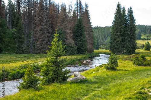Flusslauf im Nationalpark, Waldbach