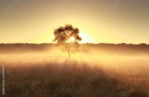 golden misty sunrise behind tree