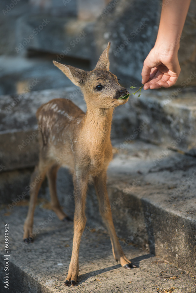 Fototapeta premium Zookeeper feeding baby animal