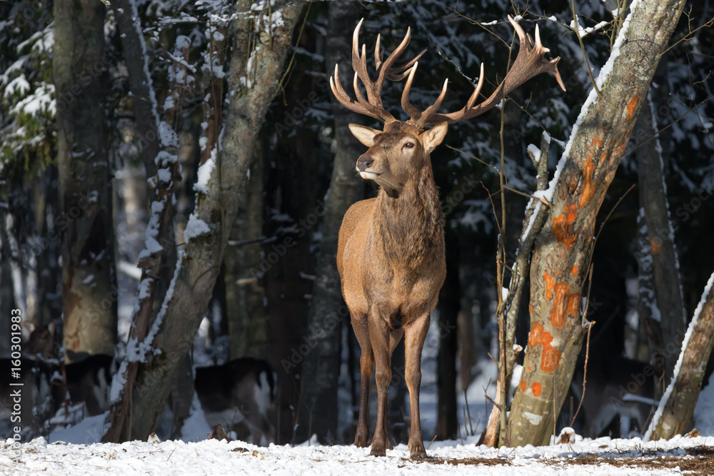 Belarus. Winter Wildlife Landscape With Great Noble Deer (Cervus elaphus). Magnificent Deer On The Edge Of Winter Forest. Deer Breathing Fresh Air. Beautiful Stag Close-Up, Artistic View. Trophy Deer
