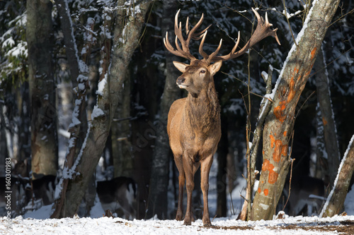 Obraz na płótnie Belarus. Winter Wildlife Landscape With Great Noble Deer (Cervus elaphus). Magnificent Deer On The Edge Of Winter Forest. Deer Breathing Fresh Air. Beautiful Stag Close-Up, Artistic View. Trophy Deer w salonie
