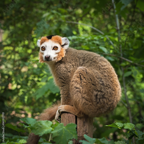 Adult male  crowned lemur (Eulemur coronatus) sits on a wooden post