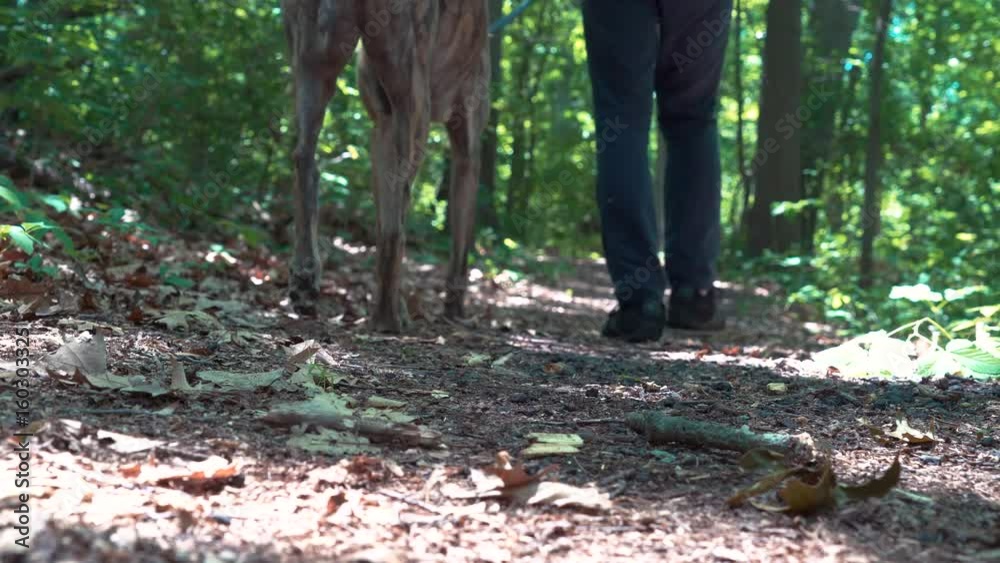 Man walking his greyhound on a forest trail Man walking his greyhound on a forest trail
