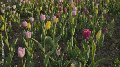 Colorful tulip field at sunset. Shooting in a gentle and beautiful movement. photo